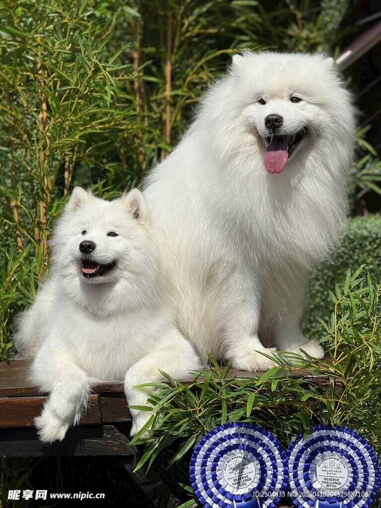 两只萨摩耶犬的可爱瞬间