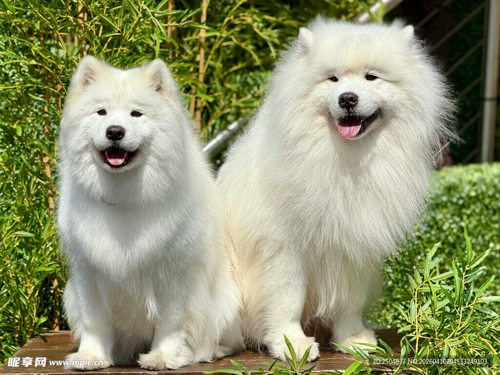 两只萨摩耶犬可爱亮相