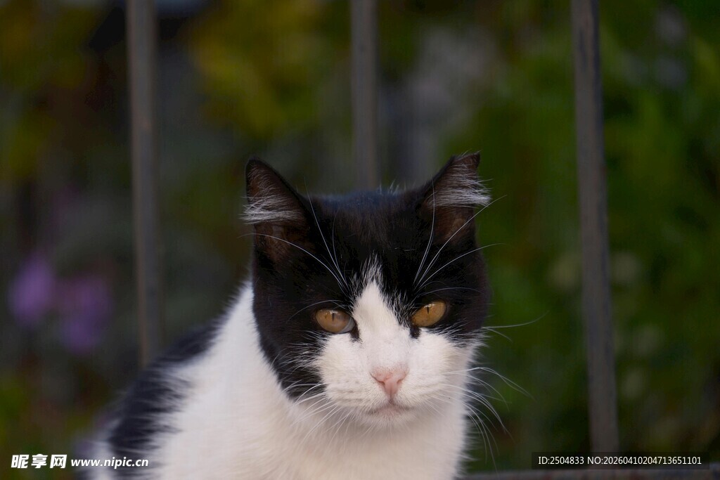 黑白猫咪专注神情特写