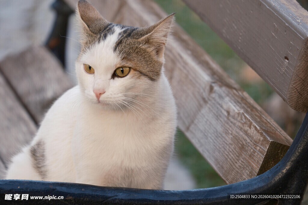 长椅上的可爱猫咪