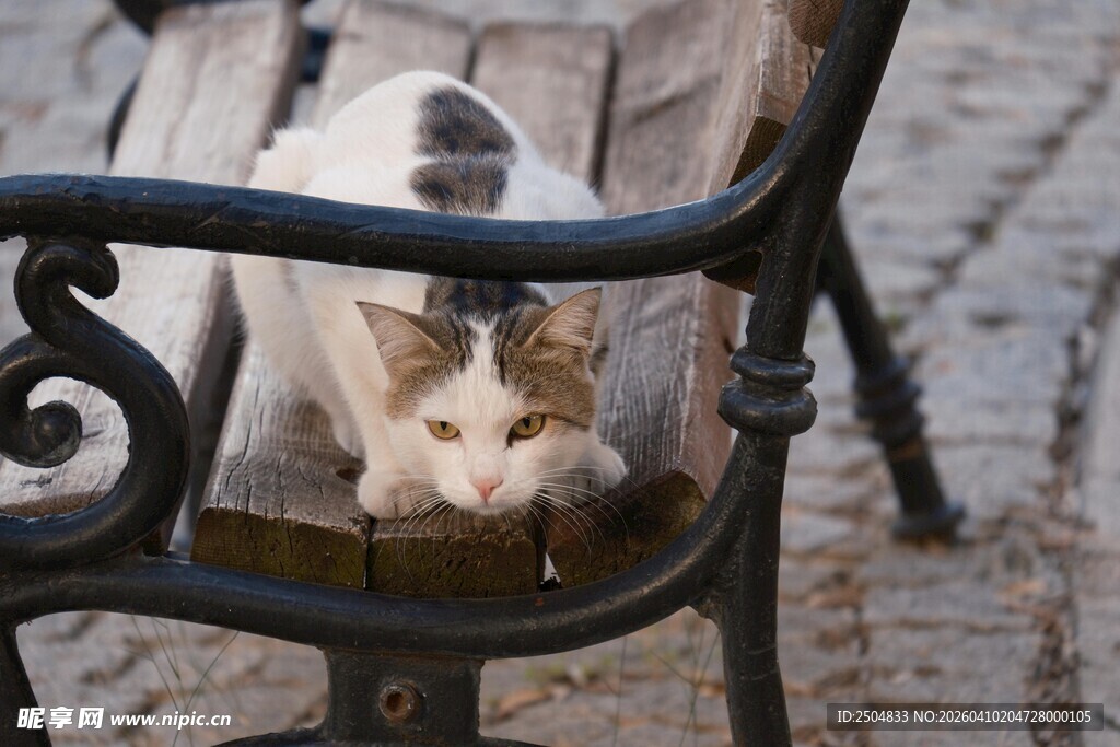 长椅上的猫咪