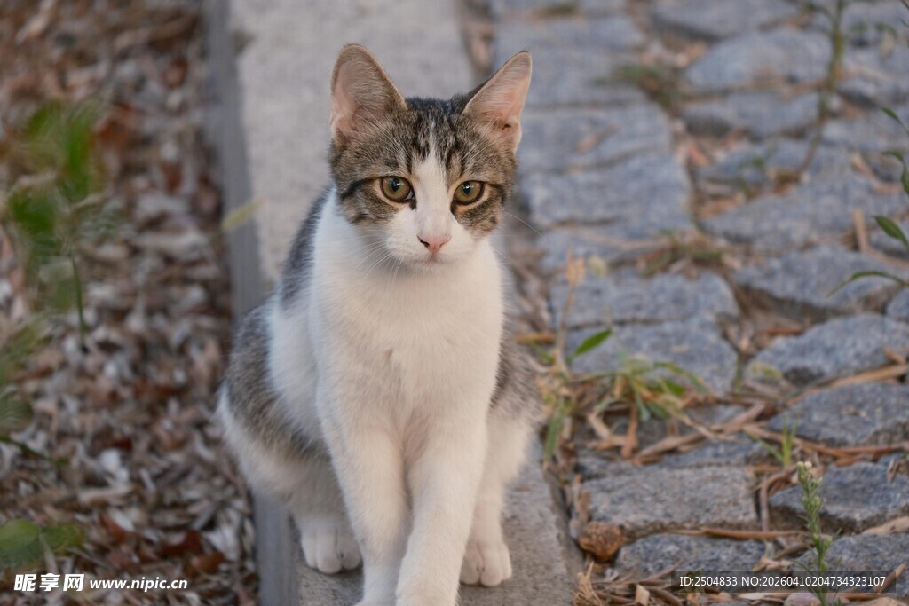 石板路上的漂亮猫咪