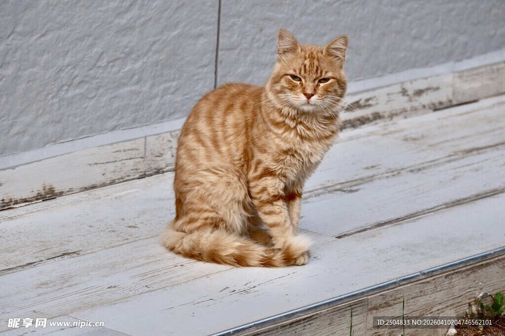 橘猫端坐于石阶上
