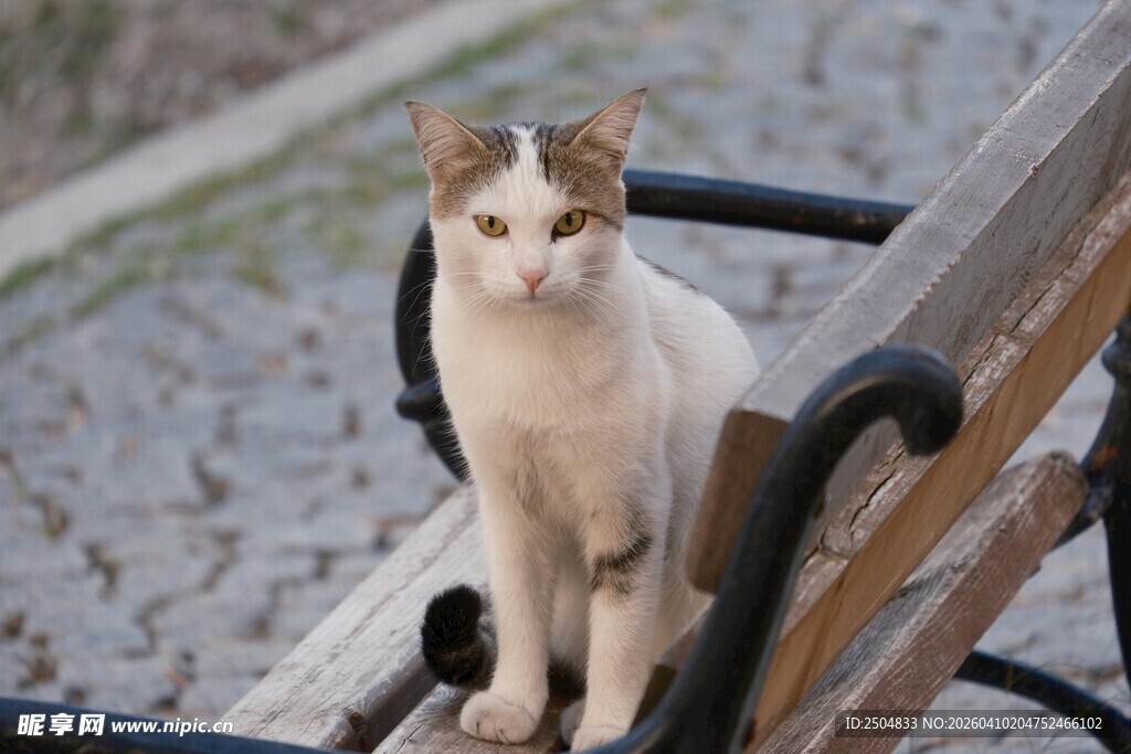 长椅上的可爱猫咪