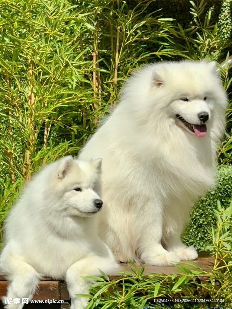 两只萨摩耶惬意坐于草丛