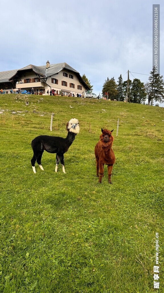 草原上的两匹马与一座小屋