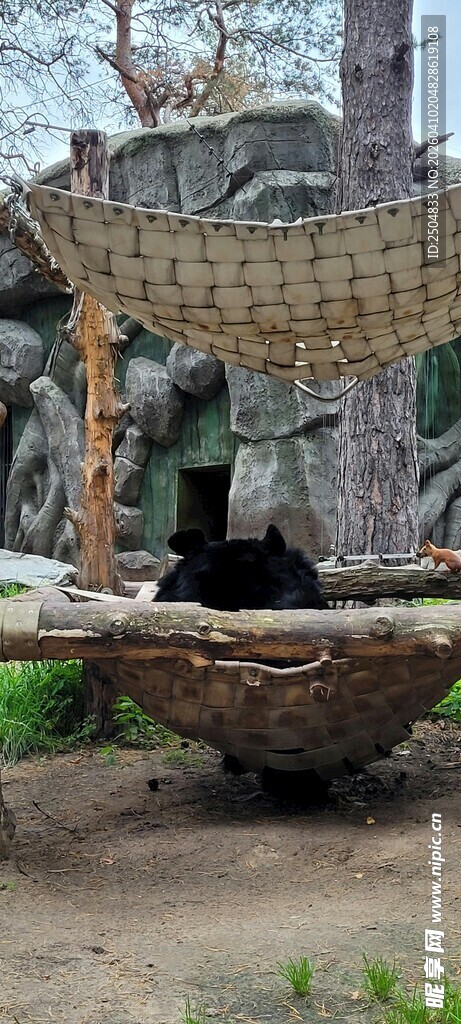 动物园中黑熊于栖架下