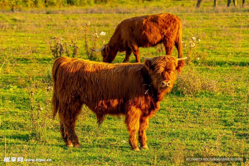 草原上的两头棕色牛