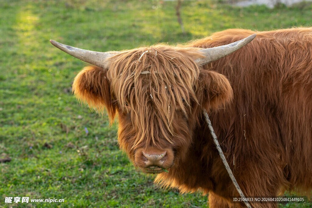 高地长毛牛 田园悠然一刻