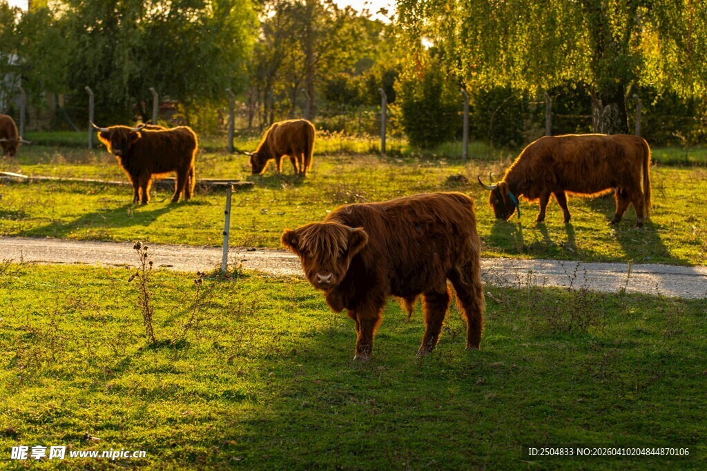 阳光下的悠闲牧牛场景