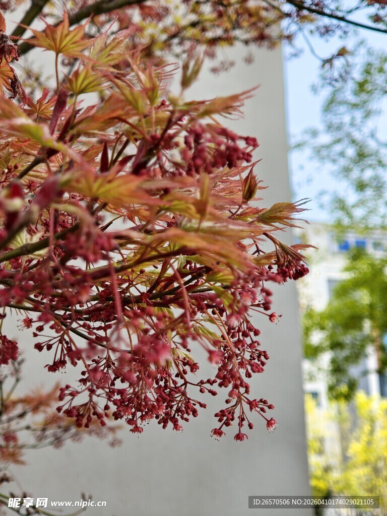 红粉枝叶倚白墙