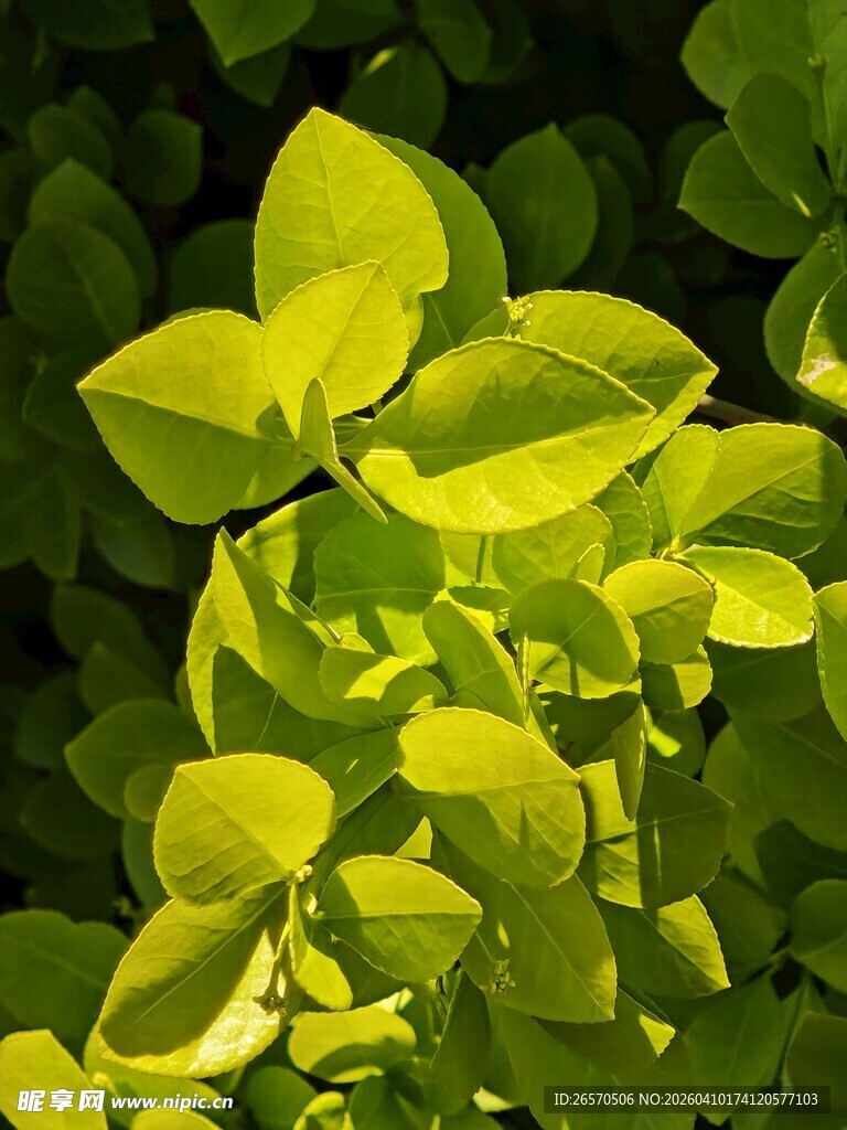 阳光下的嫩绿叶片