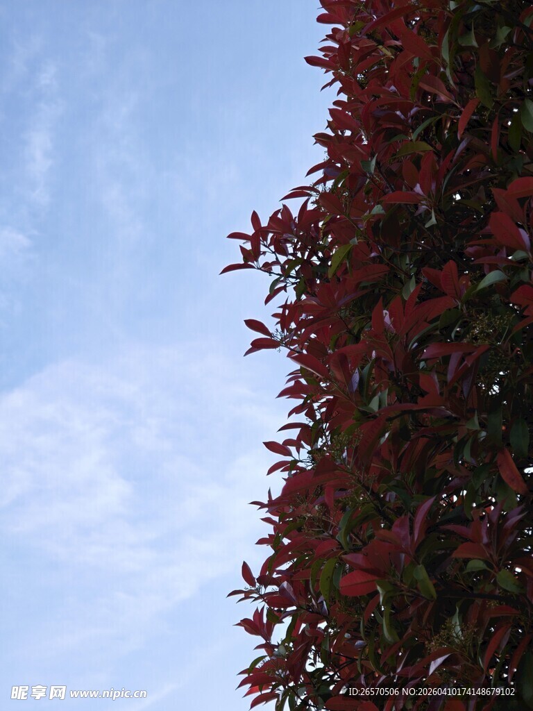 红叶绿枝映蓝天