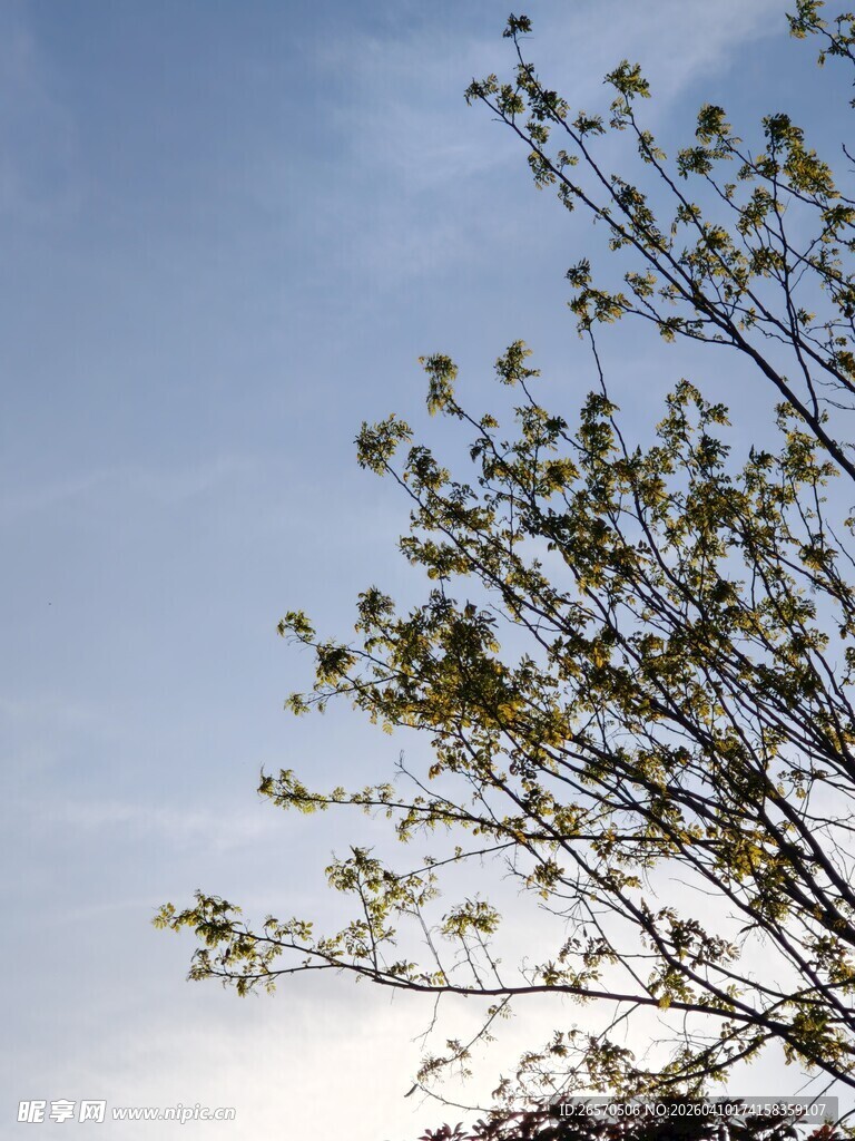 蓝天映衬下的繁茂树枝
