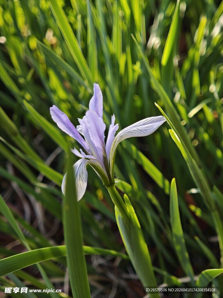 紫色鸢尾花绽放于绿草间