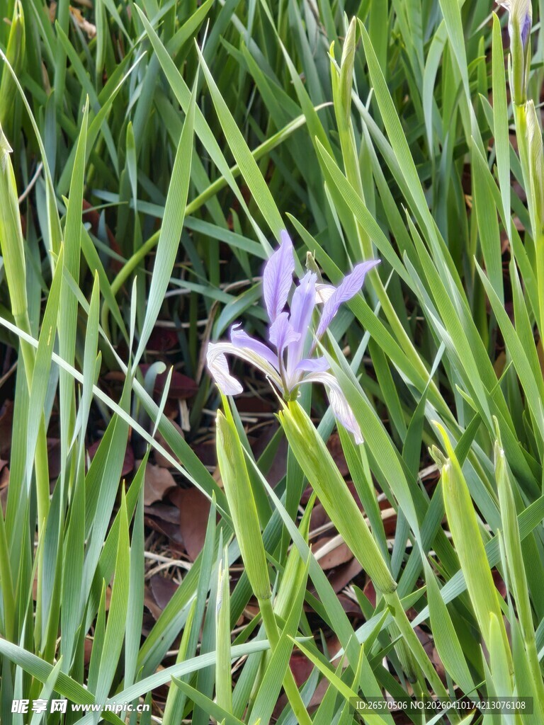 草丛中的紫色鸢尾花