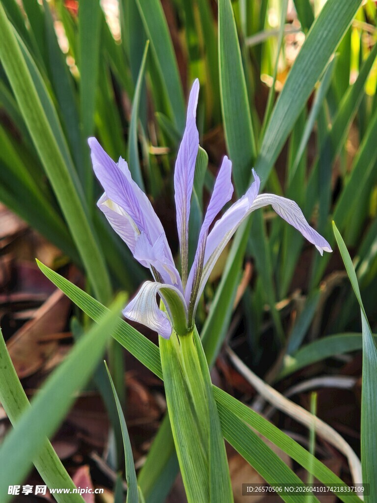 紫色鸢尾花绽放于草丛