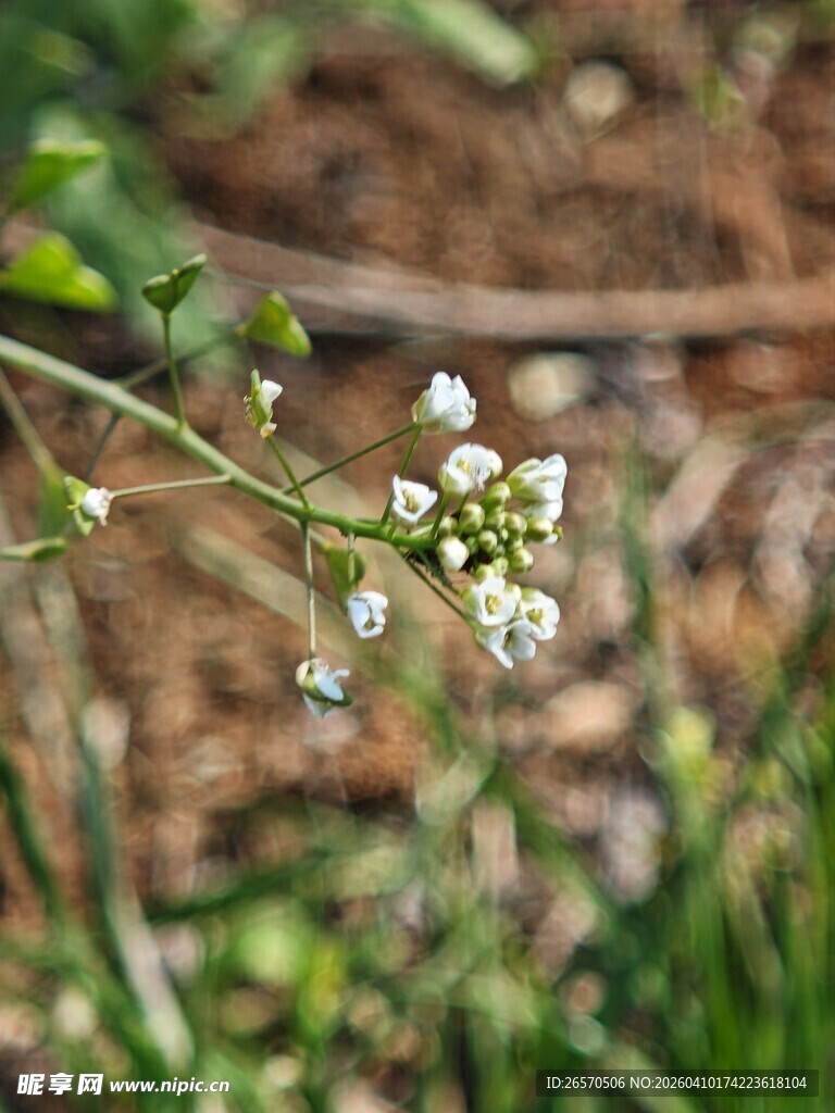 白色小花绽放于草丛间