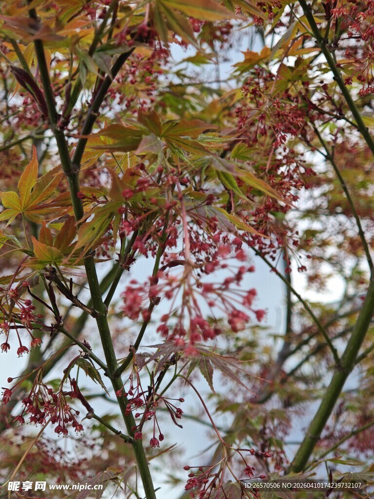 秋日红果缀枝头