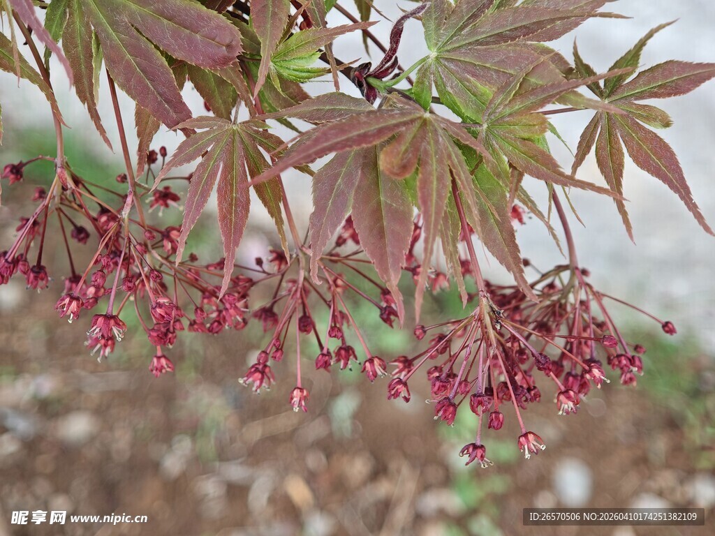 红枫花朵垂挂景致