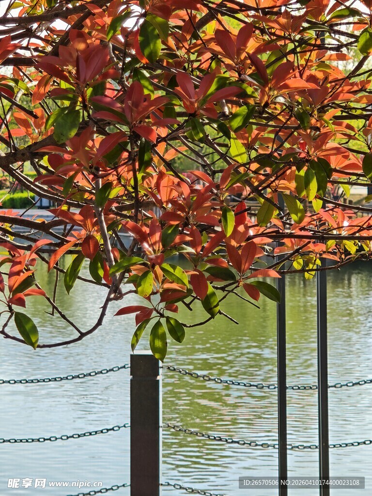 秋日湖畔红叶垂枝美景