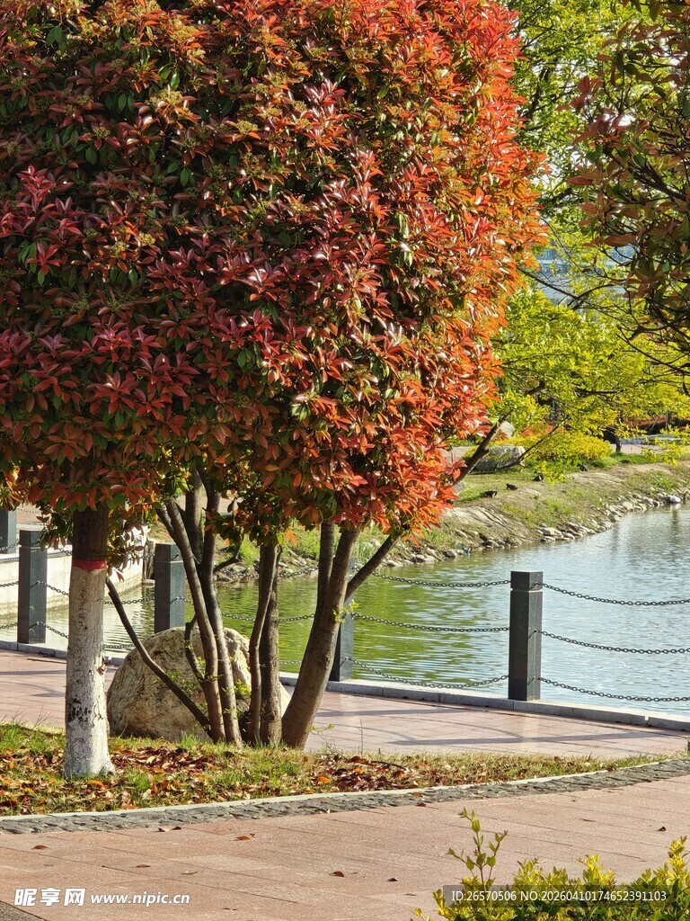 湖畔红叶树