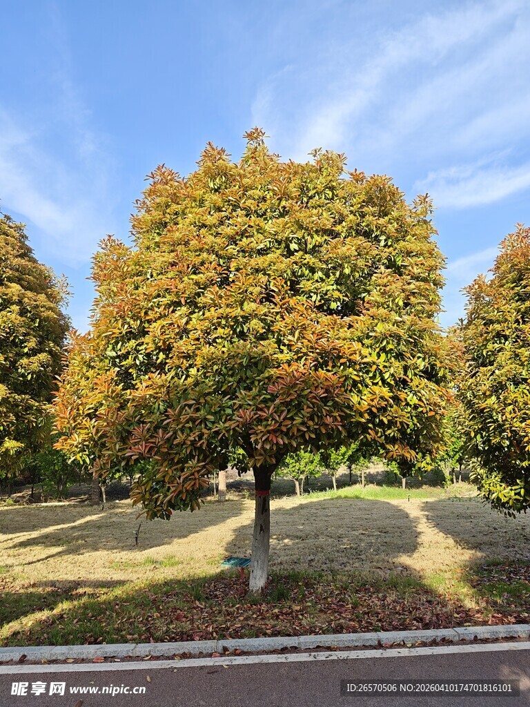 秋日公园斑斓树木美景