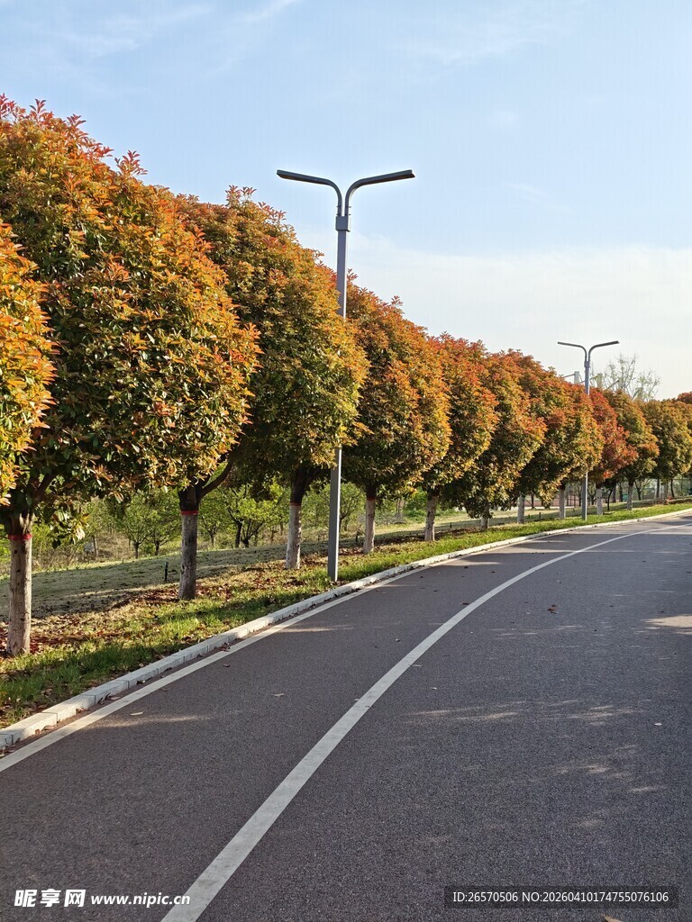 秋日公路旁的斑斓树木