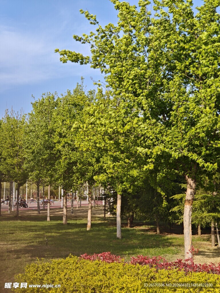 绿树成排的美丽园林景观