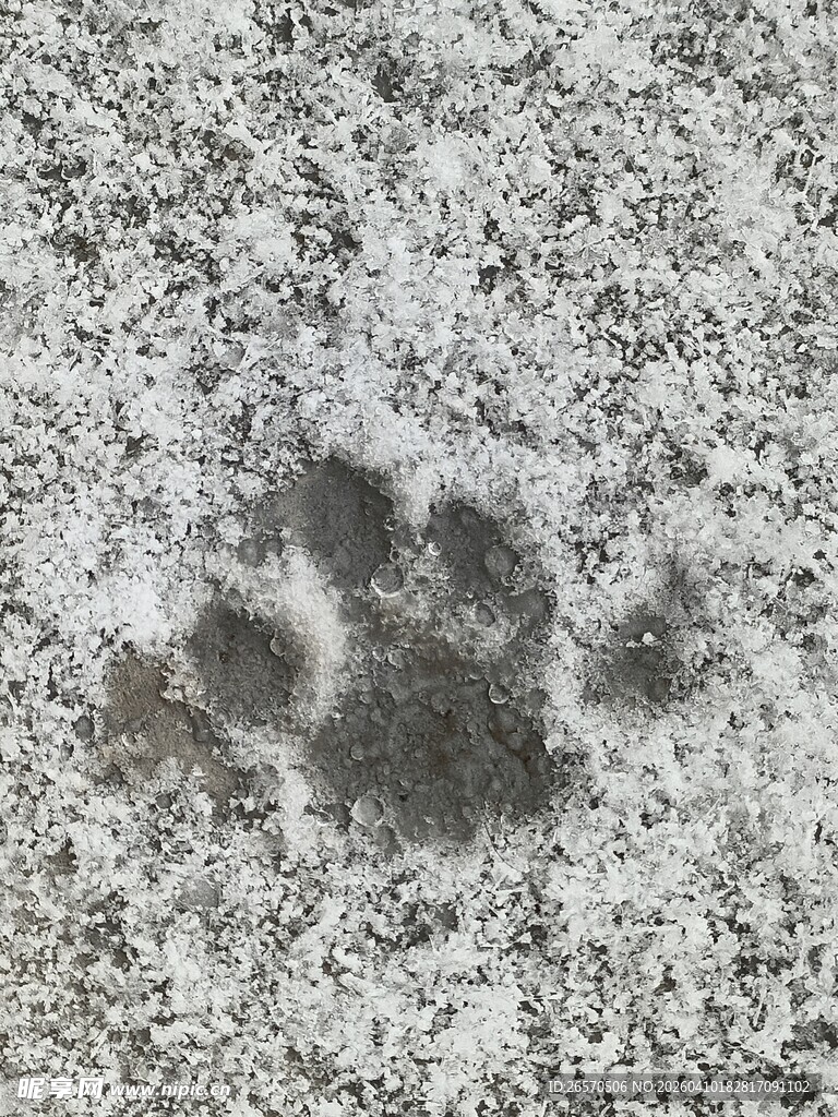 雪地上的动物爪印