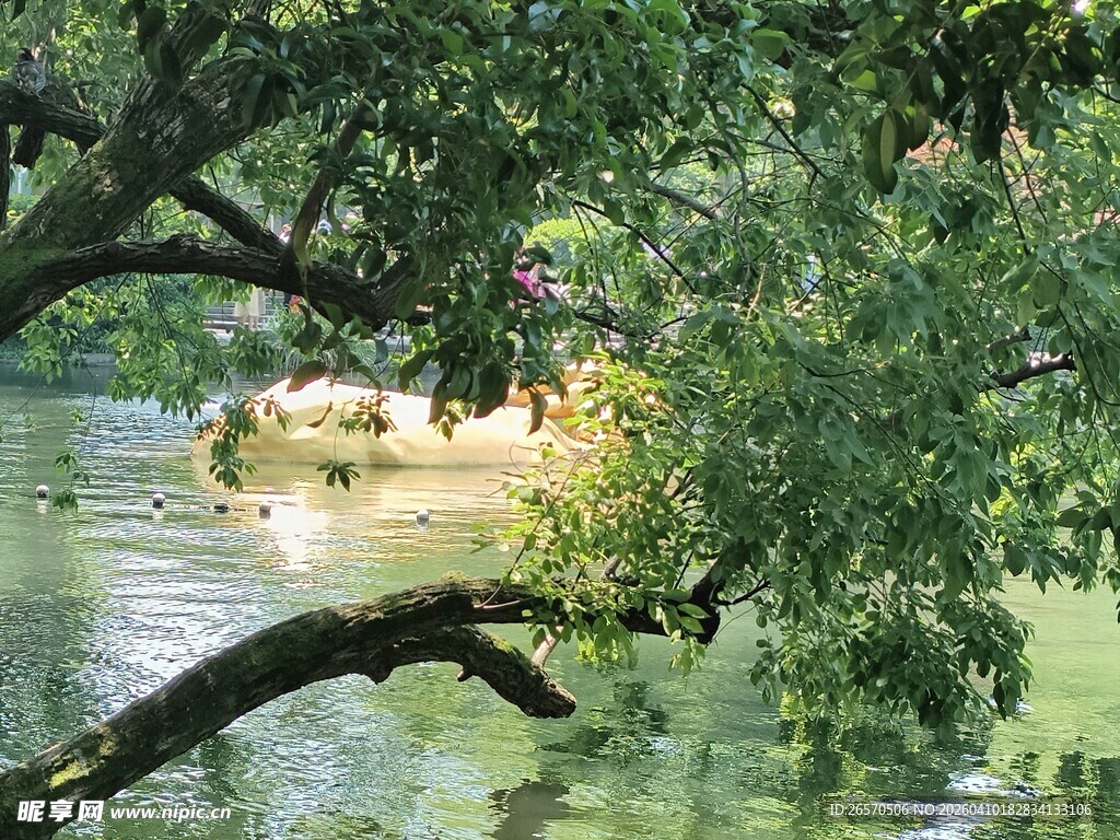 湖畔绿树环绕的静谧景致