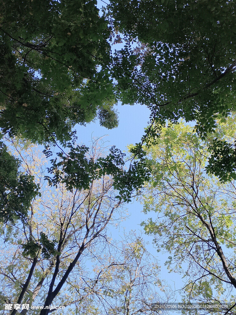 仰望林间树梢蓝天