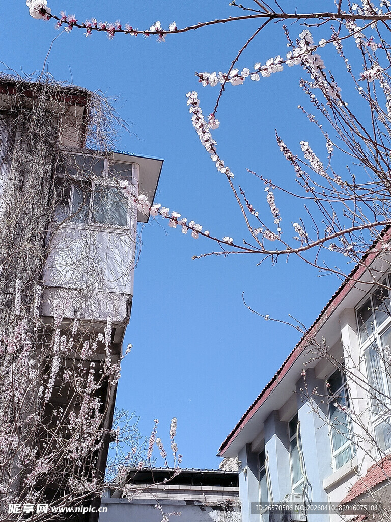 枝头繁花映旧楼