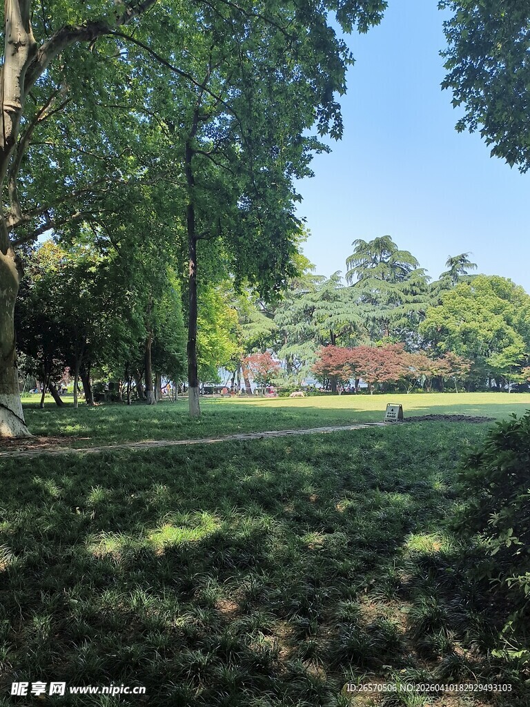 夏日公园绿荫草地景致