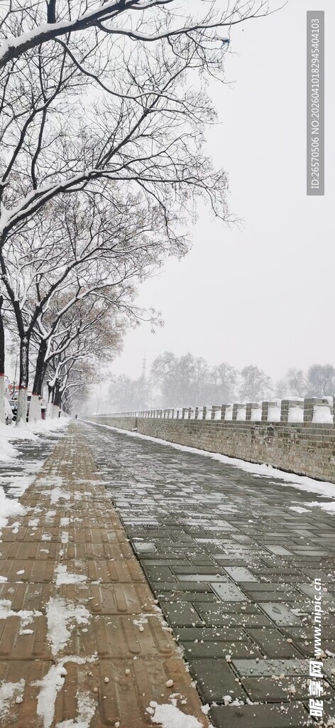 冬日雪覆道路与树木