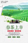 春茶上市宣传海报