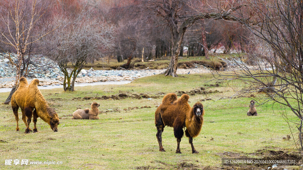 草原上的骆驼群