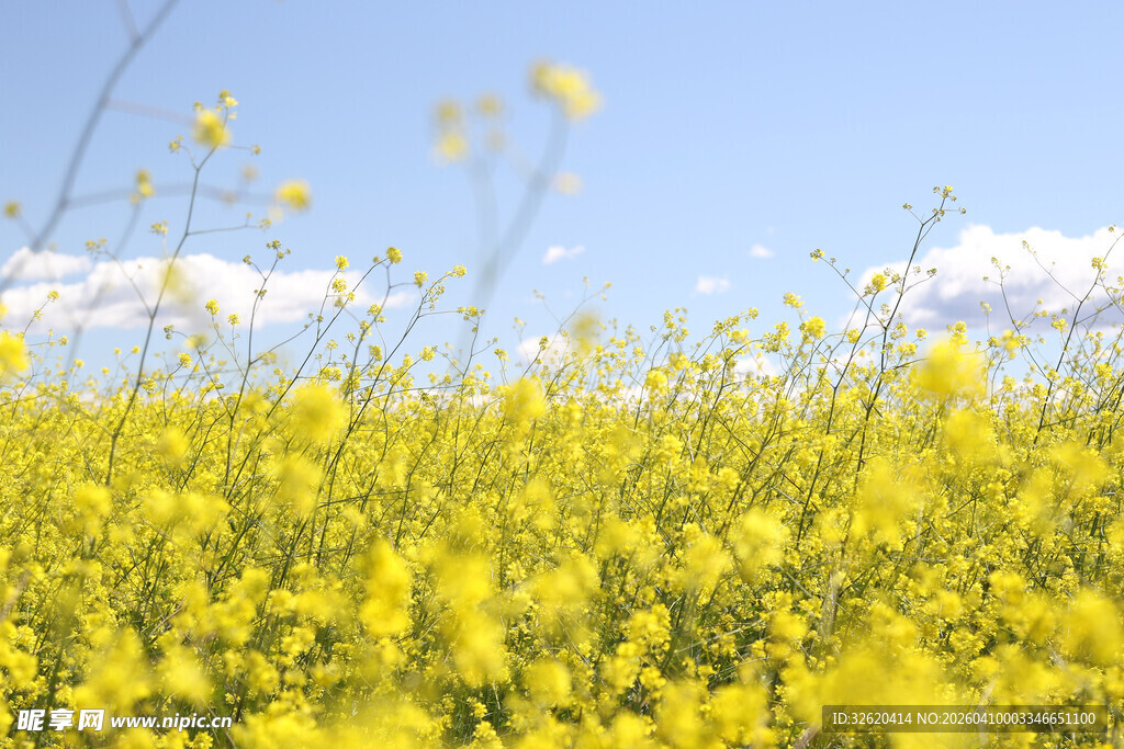 金黄油菜花田