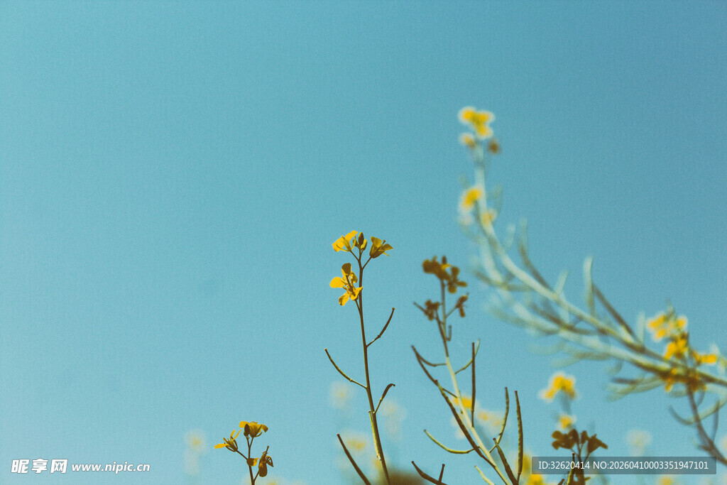 蓝天映衬下的黄色小花