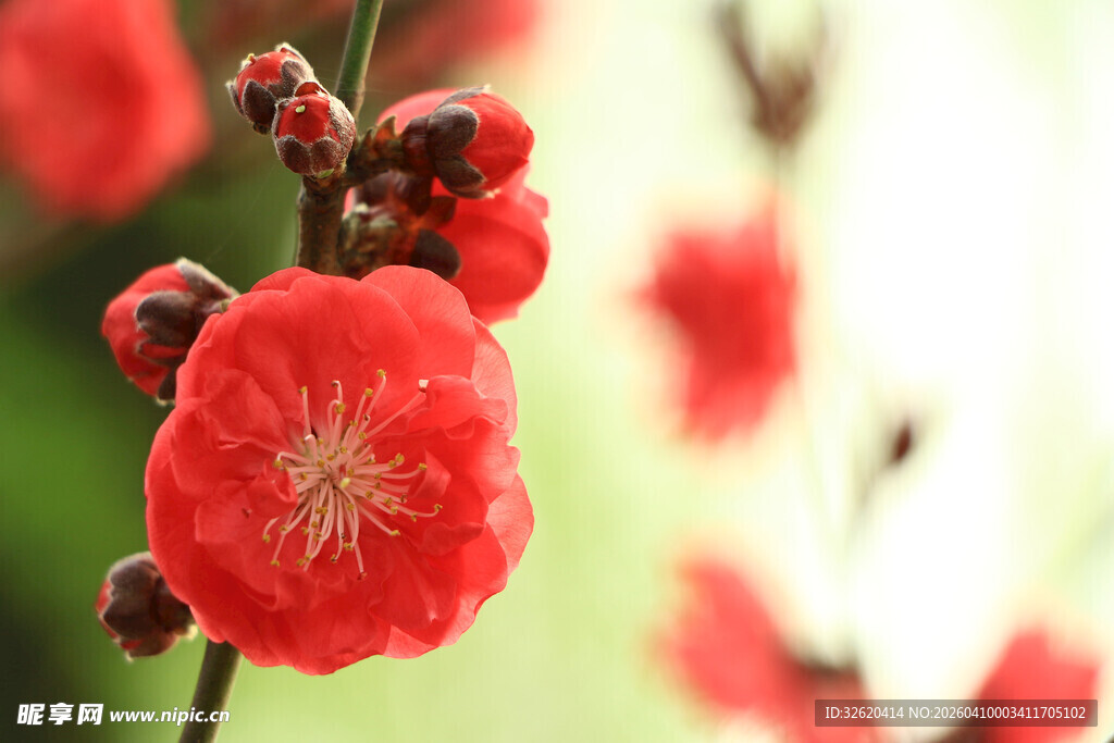 娇艳红梅绽放枝头