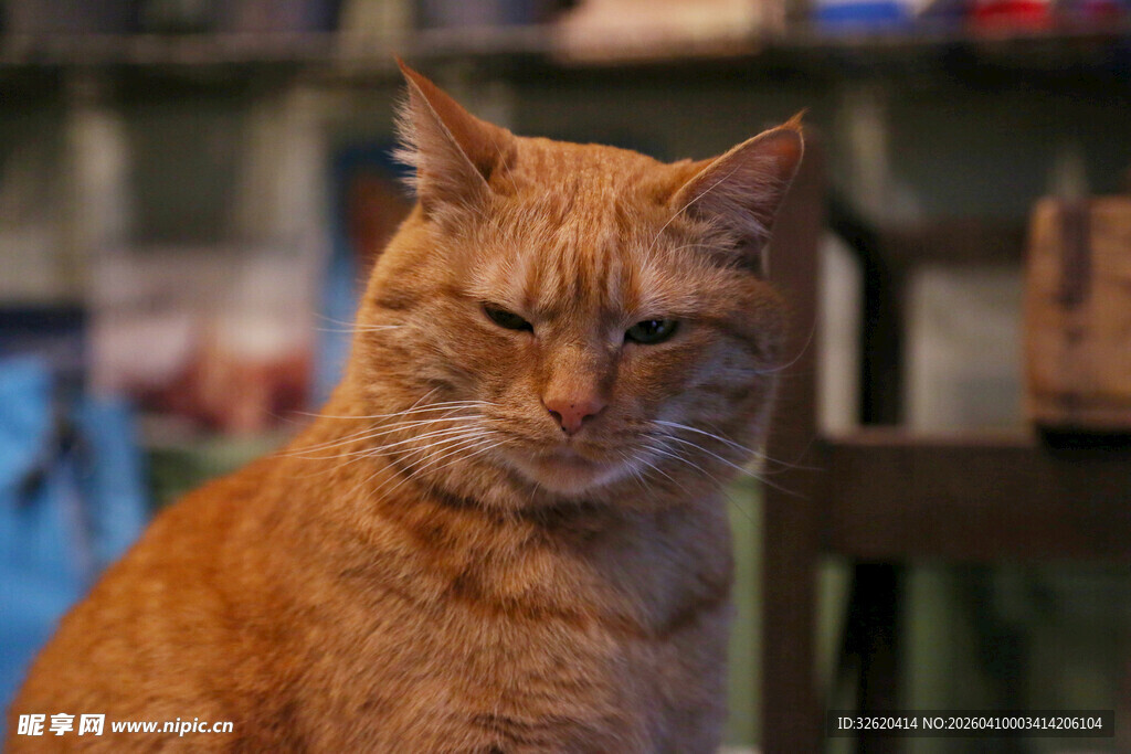 慵懒橘猫的惬意瞬间