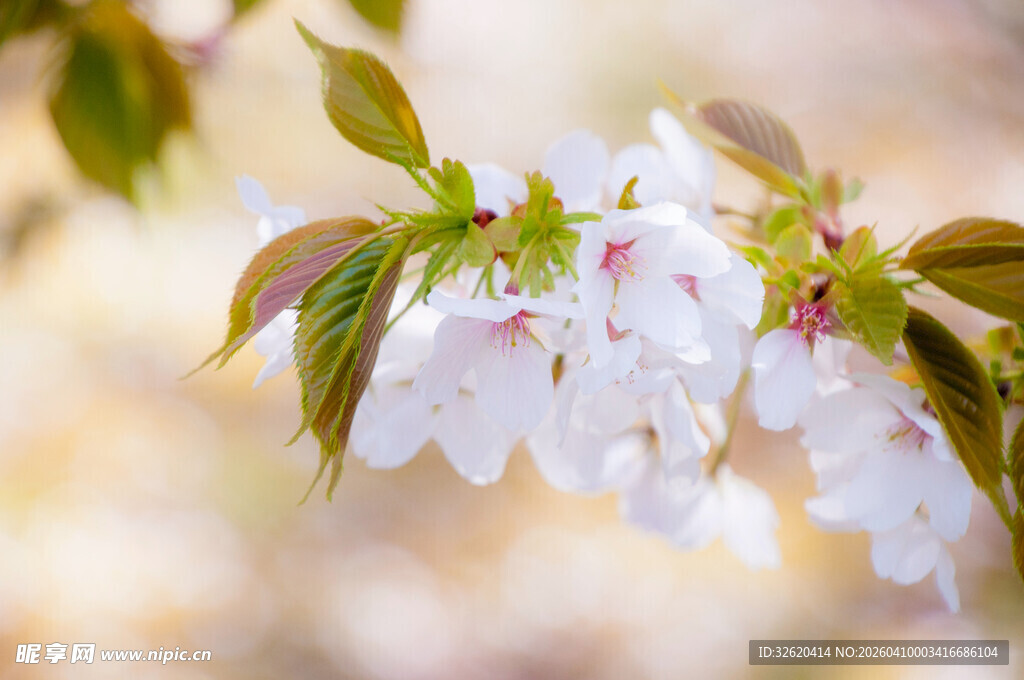 枝头绽放的美丽樱花