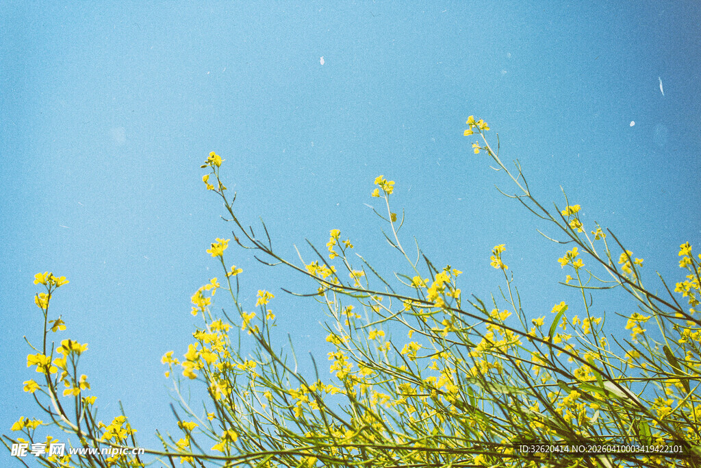 蓝天映衬下的黄色小花