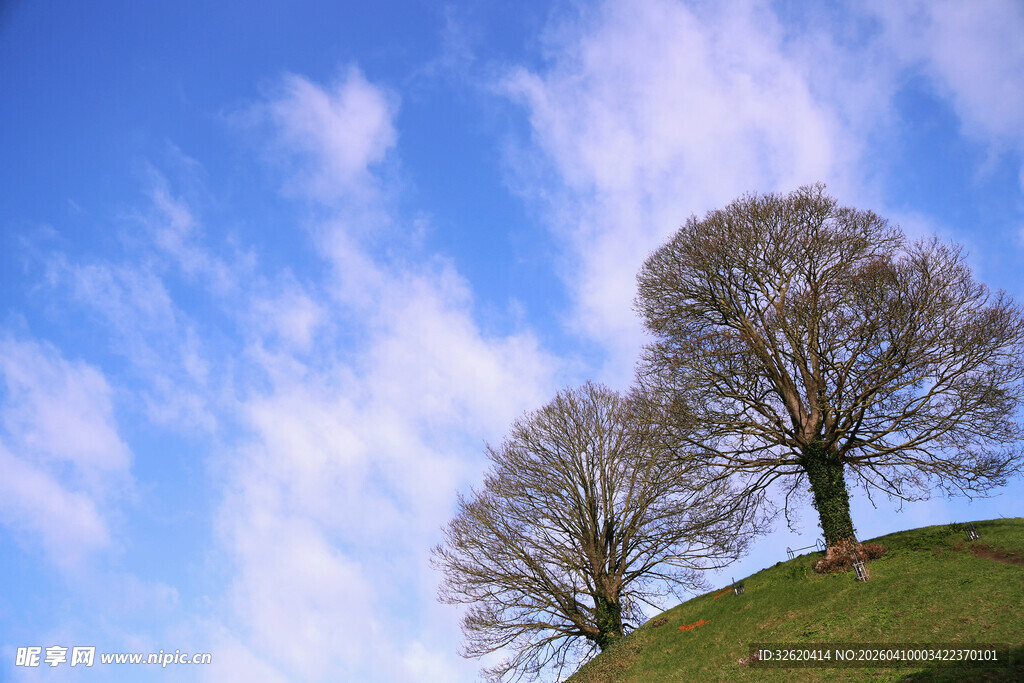 山坡上两棵挺拔的树木