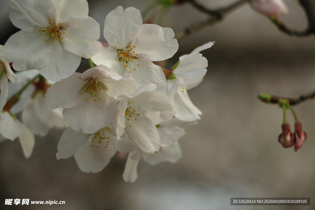 枝头绽放的美丽白樱花