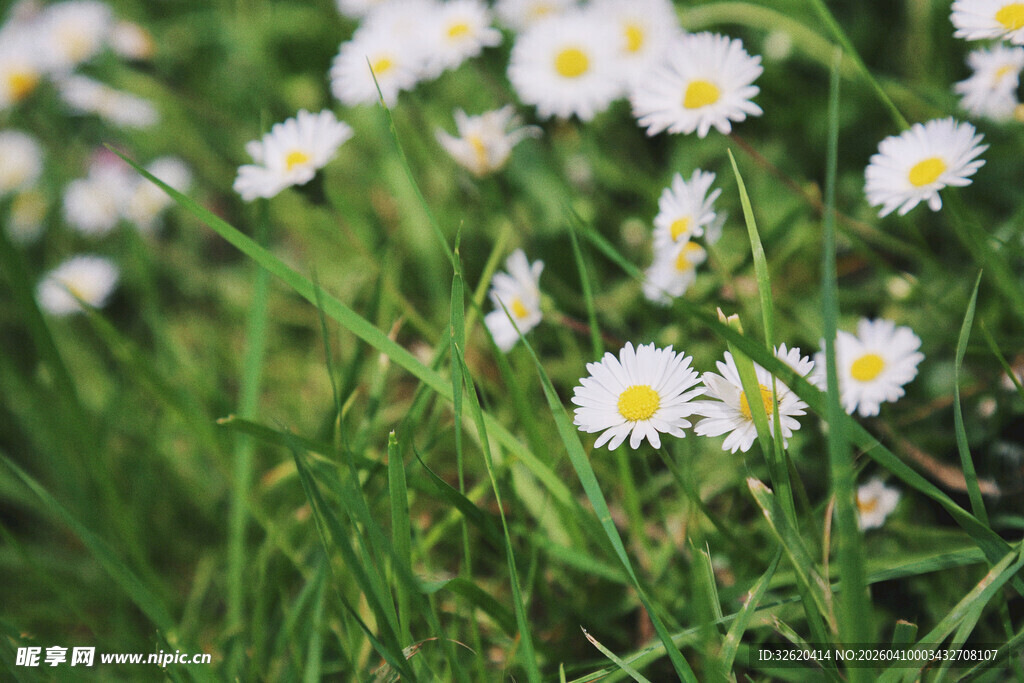 草地上绽放的小白雏菊