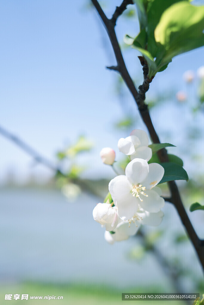 枝头绽放的洁白花朵