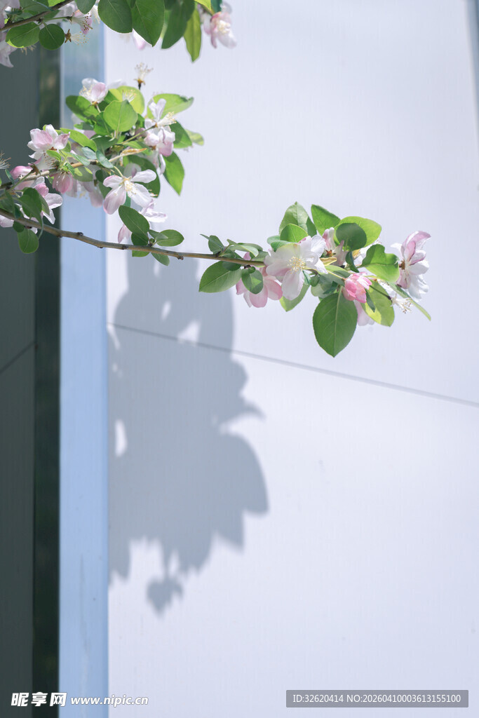 墙边绽放的花枝与影子