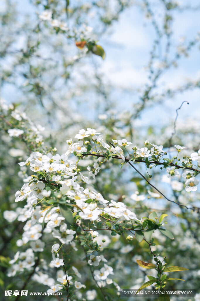 枝头绽放的洁白花朵