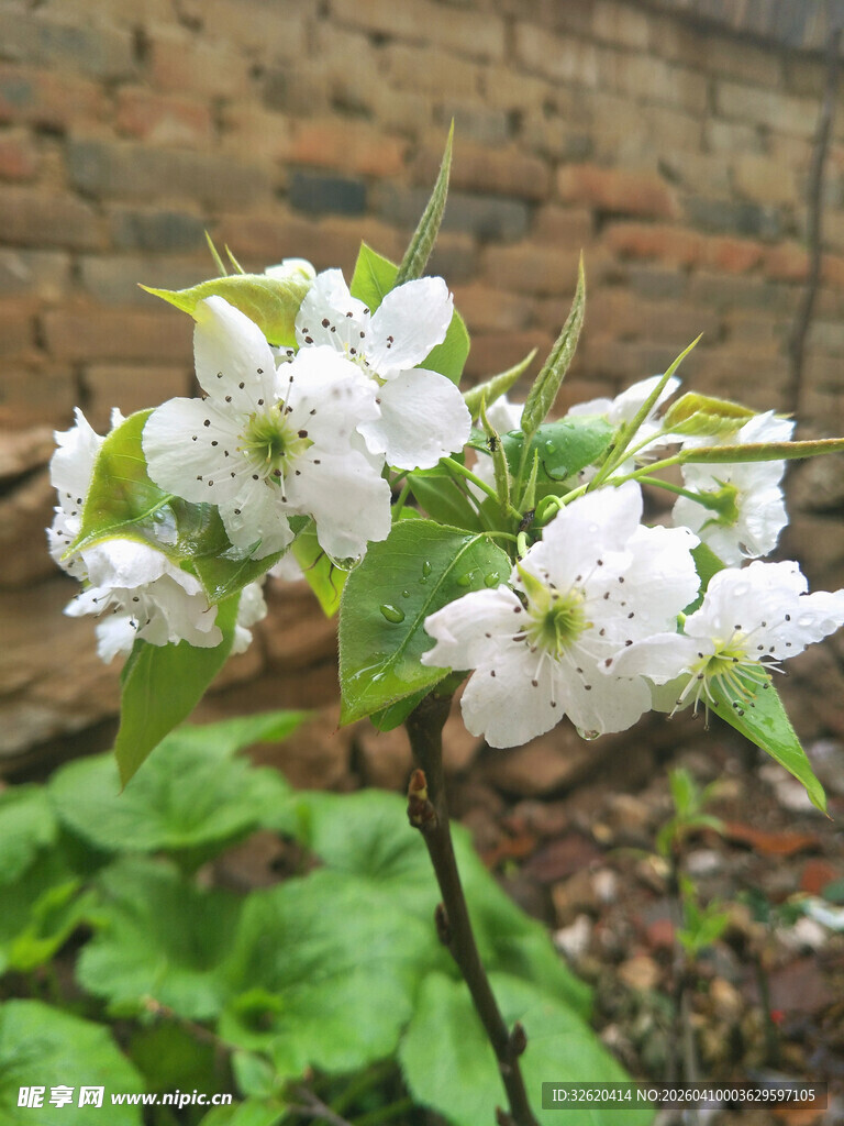枝头绽放的洁白花朵